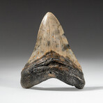 Genuine Megalodon Shark Tooth In Display Box // V17