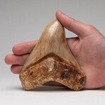 Genuine Megalodon Shark Tooth In Display Box // Large // V1