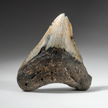 Genuine Megalodon Shark Tooth In Display Box // V15