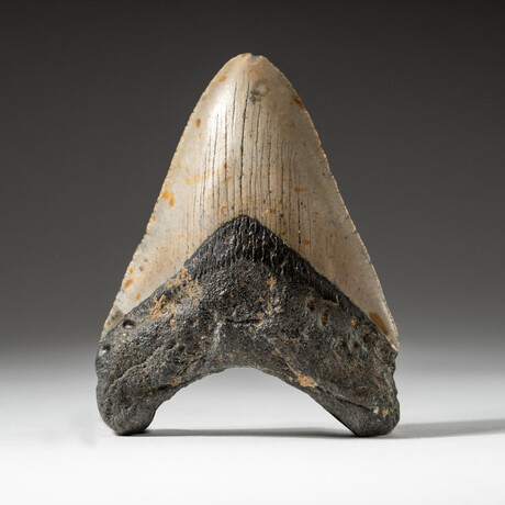Genuine Megalodon Shark Tooth In Display Box // V8