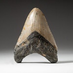 Genuine Megalodon Shark Tooth In Display Box // V8