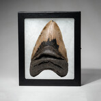 Genuine Megalodon Shark Tooth In Display Box // Large // V3