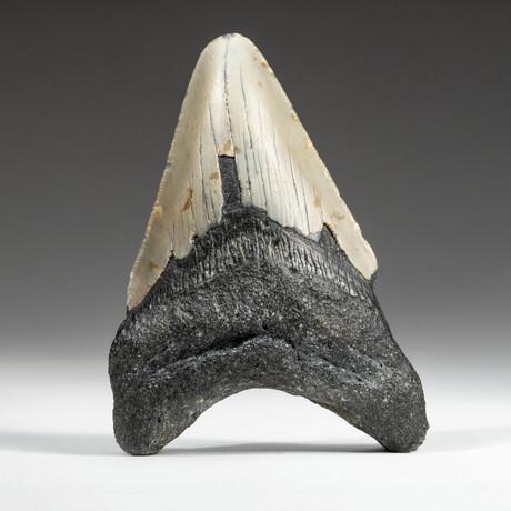 Genuine Megalodon Shark Tooth In Display Box // V1
