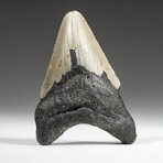 Genuine Megalodon Shark Tooth In Display Box // V1