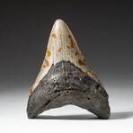 Genuine Megalodon Shark Tooth In Display Box // V20