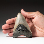 Genuine Megalodon Shark Tooth In Display Box // V19