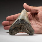 Genuine Megalodon Shark Tooth In Display Box // V15