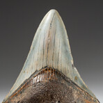 Genuine Megalodon Shark Tooth In Display Box // V16