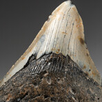 Genuine Megalodon Shark Tooth In Display Box // V15