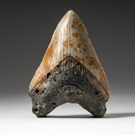 Genuine Megalodon Shark Tooth In Display Box // V7