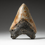 Genuine Megalodon Shark Tooth In Display Box // V7