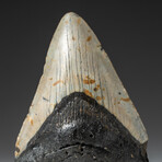 Genuine Megalodon Shark Tooth In Display Box // V4