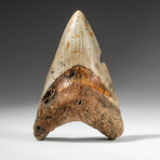 Genuine Megalodon Shark Tooth In Display Box // V14