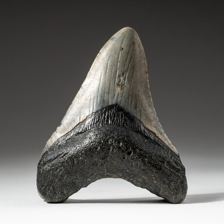 Genuine Megalodon Shark Tooth In Display Box // V6