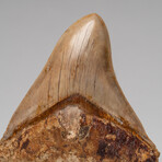 Genuine Megalodon Shark Tooth In Display Box // Large // V1