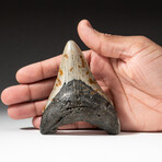 Genuine Megalodon Shark Tooth In Display Box // V20