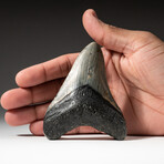 Genuine Megalodon Shark Tooth In Display Box // V6