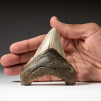Genuine Megalodon Shark Tooth In Display Box // V5