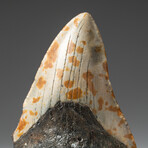 Genuine Megalodon Shark Tooth In Display Box // V10