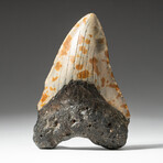 Genuine Megalodon Shark Tooth In Display Box // V10