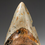 Genuine Megalodon Shark Tooth In Display Box // V14