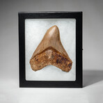 Genuine Megalodon Shark Tooth In Display Box // Large // V1