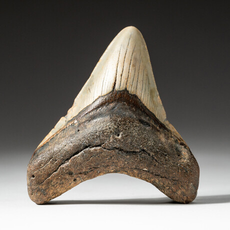 Genuine Megalodon Shark Tooth In Display Box // V5