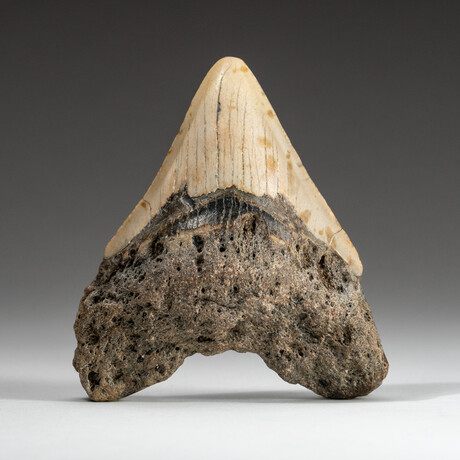 Genuine Megalodon Shark Tooth In Display Box // V12