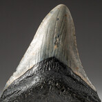 Genuine Megalodon Shark Tooth In Display Box // V6