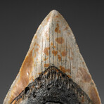 Genuine Megalodon Shark Tooth In Display Box // V7