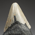 Genuine Megalodon Shark Tooth In Display Box // V1