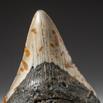 Genuine Megalodon Shark Tooth In Display Box // V20