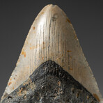 Genuine Megalodon Shark Tooth In Display Box // V8