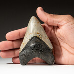 Genuine Megalodon Shark Tooth In Display Box // V4