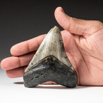 Genuine Megalodon Shark Tooth In Display Box // V2