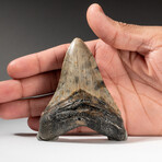 Genuine Megalodon Shark Tooth In Display Box // V17