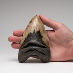 Genuine Megalodon Shark Tooth In Display Box // Large // V3