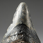 Genuine Megalodon Shark Tooth In Display Box // V9