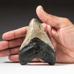 Genuine Megalodon Shark Tooth In Display Box // V18
