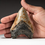Genuine Megalodon Shark Tooth In Display Box // V7