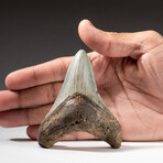 Genuine Megalodon Shark Tooth In Display Box // V16