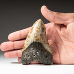 Genuine Megalodon Shark Tooth In Display Box // V10