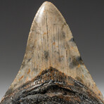 Genuine Megalodon Shark Tooth In Display Box // V17