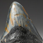 Genuine Megalodon Shark Tooth In Display Box // V3