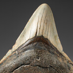 Genuine Megalodon Shark Tooth In Display Box // V5