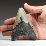 Genuine Megalodon Shark Tooth In Display Box // V1