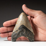 Genuine Megalodon Shark Tooth In Display Box // V8