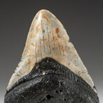 Genuine Megalodon Shark Tooth In Display Box // V18