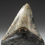 Genuine Megalodon Shark Tooth In Display Box // V2