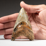 Genuine Megalodon Shark Tooth In Display Box // V14
